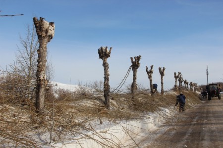 Озеленители приступили к санитарной обрезке копия