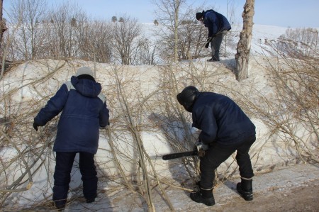 Озеленители приступили к санитарной обрезке копия